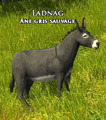 Fichier:Tome de l'âne gris sauvage.jpg